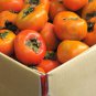 Dwarf Persimmon Bonsai Mini Fruits 20 PCS Seeds