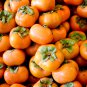 Dwarf Persimmon Bonsai Mini Fruits 20 PCS Seeds
