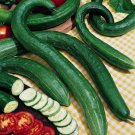 Early Spring Burpless Hybrid Cucumber 50 PCS Seeds
