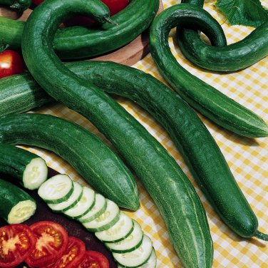 Early Spring Burpless Hybrid Cucumber 50 PCS Seeds