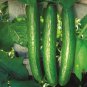 Early Spring Burpless Hybrid Cucumber 50 PCS Seeds