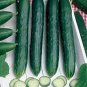 Early Spring Burpless Hybrid Cucumber 50 PCS Seeds