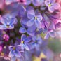 Dwarf Lilac Syringa meyeri Potted Flower Bonsai 20 PCS Seeds
