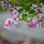 Dwarf Lilac Syringa meyeri Potted Flower Bonsai 20 PCS Seeds