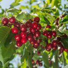 Dwarf Cherry Tree Self- Fertile Fruit Tree Bonsai 10 PCS Seeds Dwarf Cherry Tree Self- Fertile Fruit Tree Bonsai 10 PCS Seeds