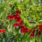 Dwarf Cherry Tree Self- Fertile Fruit Tree Bonsai 10 PCS Seeds