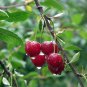 Dwarf Cherry Tree Self- Fertile Fruit Tree Bonsai 10 PCS Seeds