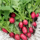 Early Scarlet Radish Vegetables 50 PCS Seeds