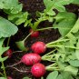 Early Scarlet Radish Vegetables 50 PCS Seeds