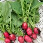 Early Scarlet Radish Vegetables 50 PCS Seeds
