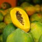 Dwarf Sweet Papaya 20 PCS Seeds