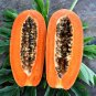 Dwarf Sweet Papaya 20 PCS Seeds