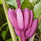 Dwarf Banana 100 PCS Seeds