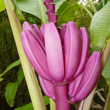 Dwarf Banana 100 PCS Seeds