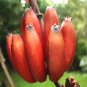 Dwarf Banana 100 PCS Seeds