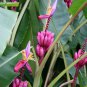 Dwarf Banana 100 PCS Seeds
