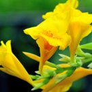 Dwarf Bonsai Canna Lily Outdoor Tropical Bronze Scarlet Foliage 100 PCS Seeds