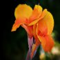 Dwarf Bonsai Canna Lily Outdoor Tropical Bronze Scarlet Foliage 100 PCS Seeds