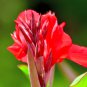 Dwarf Bonsai Canna Lily Outdoor 100 PCS Seeds