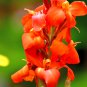 Dwarf Bonsai Canna Lily Outdoor 100 PCS Seeds
