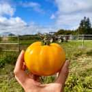 Dwarf Big Yellow Tomato 'Nong Xin' Organic 250 PCS Seeds Dwarf Big Yellow Tomato 'Nong Xin' Organic 250 PCS Seeds