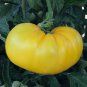 Dwarf Big Yellow Tomato 'Nong Xin' Organic 250 PCS Seeds