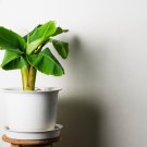 Dwarf Banana 30 PCS Seeds