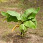 Dwarf Banana 30 PCS Seeds