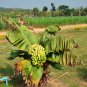 Dwarf Banana 30 PCS Seeds