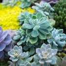 Dudleya cultrata Succulents Garden Plants 20 PCS Seeds