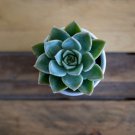 Dudleya collomiae Succulents Garden Plants 20 PCS Seeds Dudleya collomiae Succulents Garden Plants 20 PCS Seeds