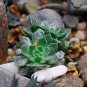 Dudleya brittonii Succulents Garden Plants 20 PCS Seeds