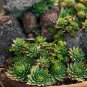 Dudleya brittonii Succulents Garden Plants 20 PCS Seeds