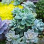 Dudleya Mix Succulents Garden Plants 20 PCS Seeds