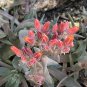 Dudleya Mix Succulents Garden Plants 20 PCS Seeds