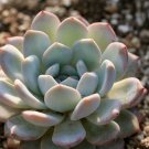 Dudleya anthonyi 'Mision' Succulents Garden Plants 20 PCS Seeds Dudleya anthonyi 'Mision' Succulents Garden Plants 20 PCS Seeds