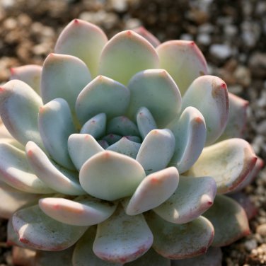 Dudleya anthonyi 'Mision' Succulents Garden Plants 20 PCS Seeds