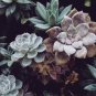 Dudleya anthonyi 'Mision' Succulents Garden Plants 20 PCS Seeds