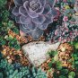 Dudleya anthonyi 'Mision' Succulents Garden Plants 20 PCS Seeds