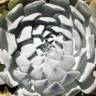 Dudleya acuminata Succulents Garden Plants 20 PCS Seeds Dudleya acuminata Succulents Garden Plants 20 PCS Seeds