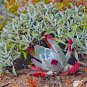 Dudleya acuminata Succulents Garden Plants 20 PCS Seeds