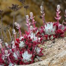 Dudleya lanceolata Succulents Garden Plants 20 PCS Seeds Dudleya lanceolata Succulents Garden Plants 20 PCS Seeds