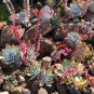 Dudleya lanceolata Succulents Garden Plants 20 PCS Seeds