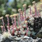 Dudleya lanceolata Succulents Garden Plants 20 PCS Seeds