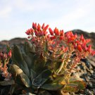 Dudleya cymosa Succulents Garden Plants 20 PCS Seeds Dudleya cymosa Succulents Garden Plants 20 PCS Seeds
