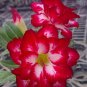 'Dragon Siam' Dark Red Desert Rose Adenium Obesum 2 PCS Seeds
