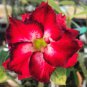 'Dragon Siam' Dark Red Desert Rose Adenium Obesum 2 PCS Seeds