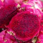 Dragon Fruit Pitaya Red (White, Yellow) Organic 100 PCS Seeds