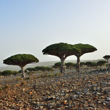 Dragon Blood Tree (Dracaena cinnabari Balf) 10 PCS Seeds
