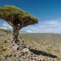 Dragon Blood Tree (Dracaena cinnabari Balf) 10 PCS Seeds